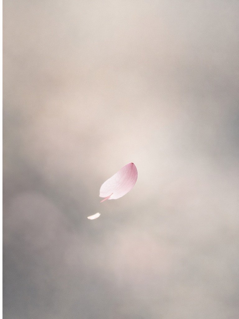 A single cherry blossom petal floating in soft light.